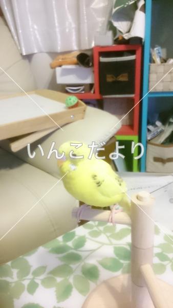 迷い鳥の写真