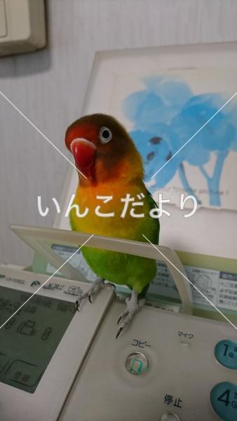迷い鳥の写真