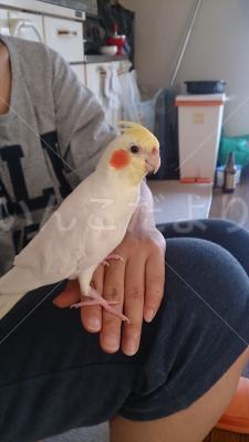 迷い鳥の写真