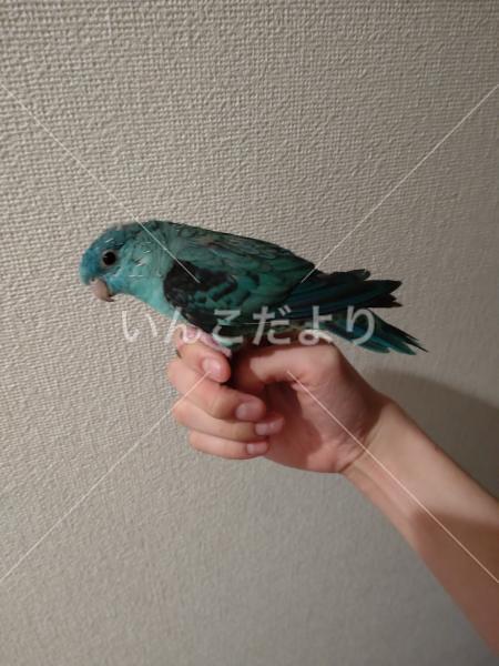 迷い鳥の写真