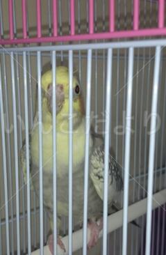 保護鳥の写真