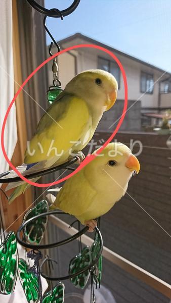 迷い鳥の写真