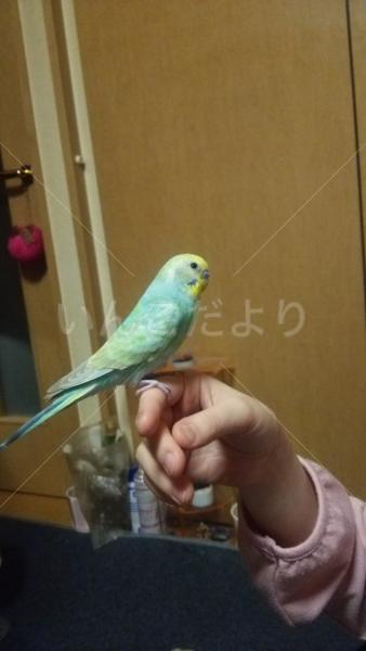 迷い鳥の写真