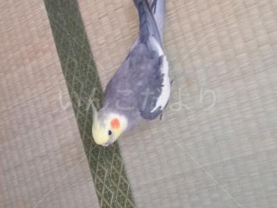 迷い鳥の写真
