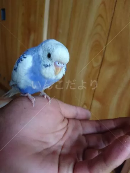 保護鳥の写真