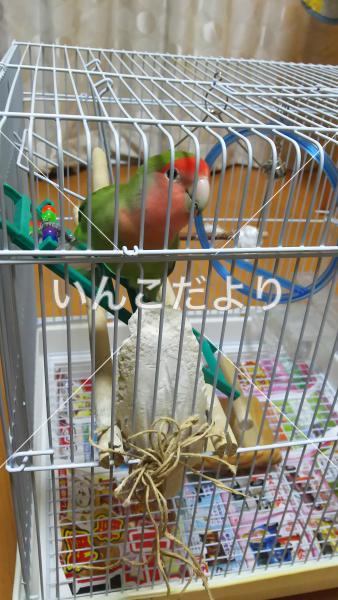 迷い鳥の写真