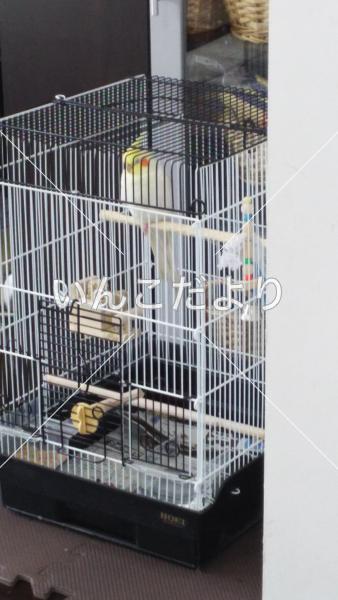 迷い鳥の写真