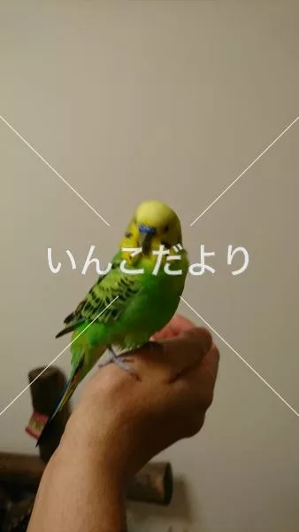 保護鳥の写真