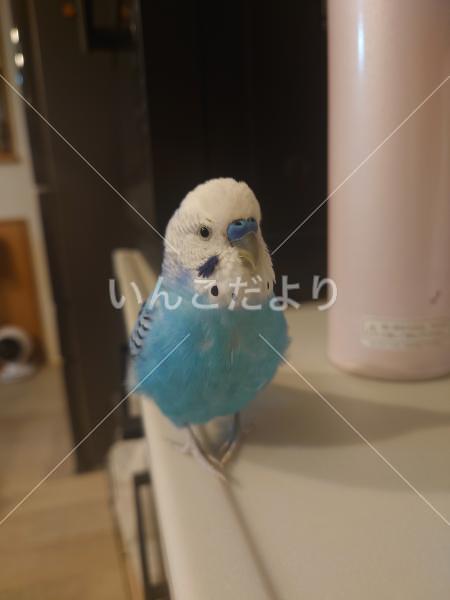 迷い鳥の写真