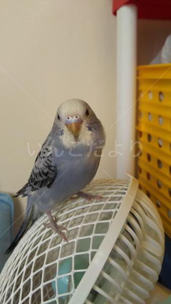 迷い鳥の写真