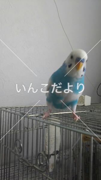 迷い鳥の写真
