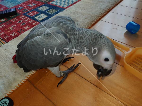 迷い鳥の写真