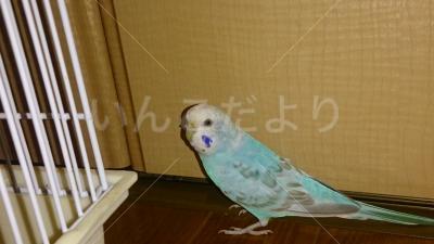迷い鳥の写真