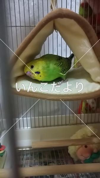 迷い鳥の写真