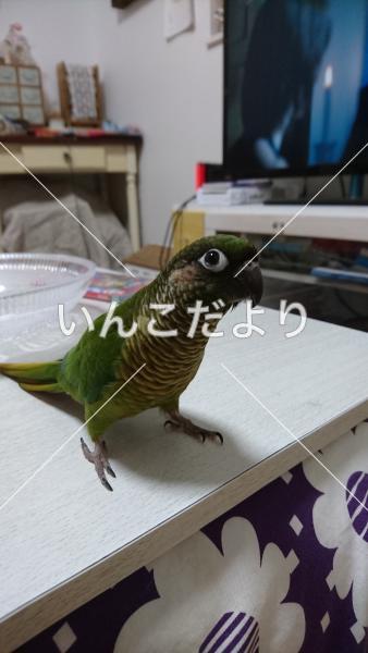 迷い鳥の写真