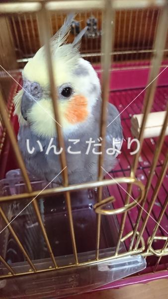 保護鳥の写真