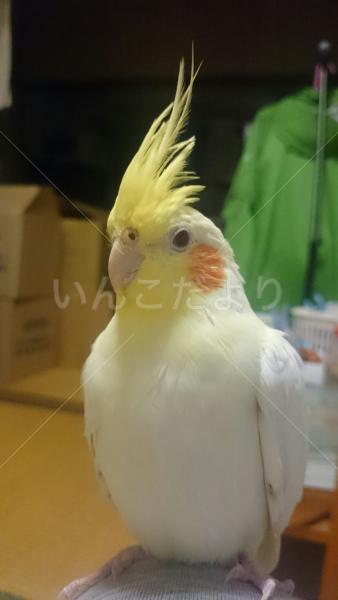 迷い鳥の写真