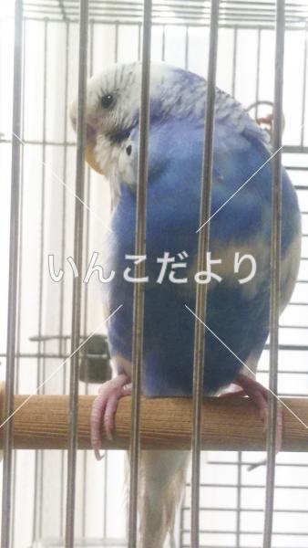 保護鳥の写真