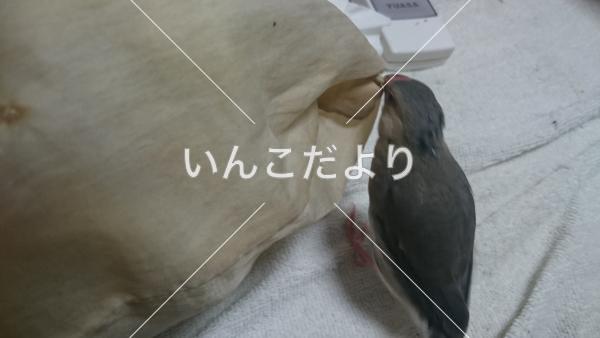 迷い鳥の写真
