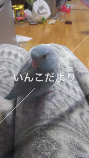迷い鳥の写真