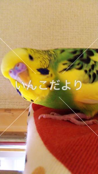 迷い鳥の写真