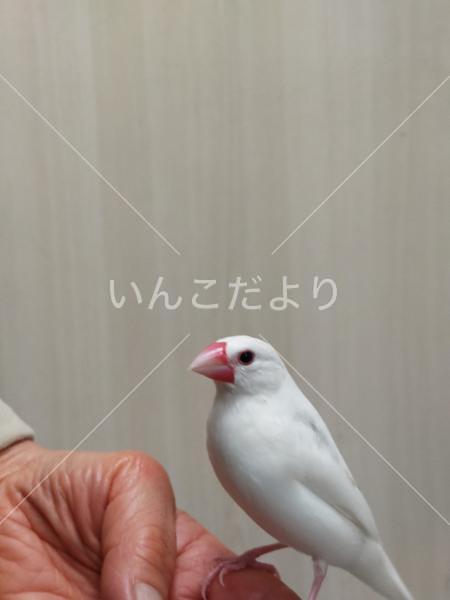 迷い鳥の写真