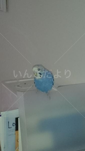 保護鳥の写真