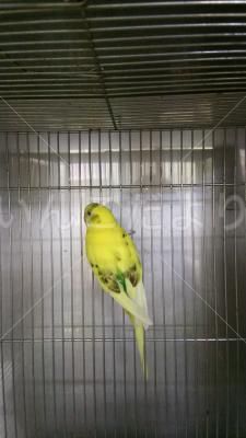保護鳥の写真