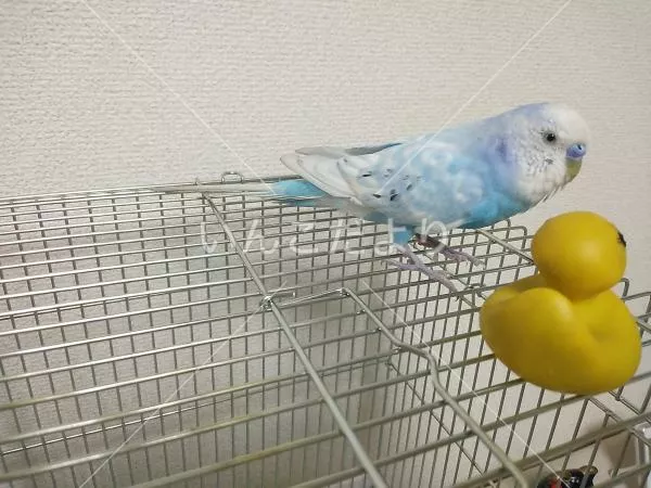 保護鳥の写真