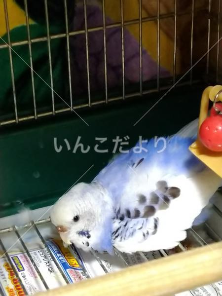 迷い鳥の写真