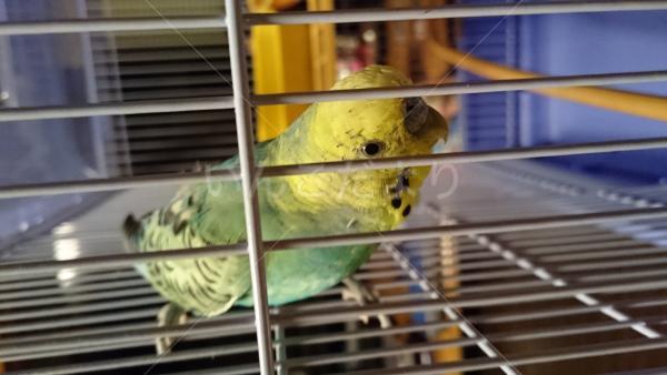 保護鳥の写真