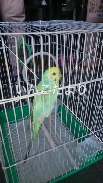 保護鳥の写真