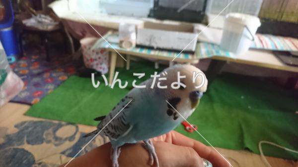 迷い鳥の写真