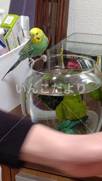 迷い鳥の写真