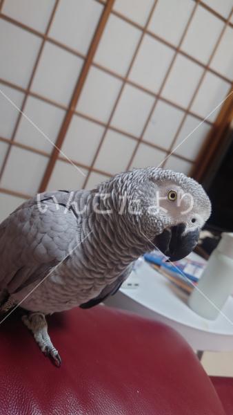 迷い鳥の写真