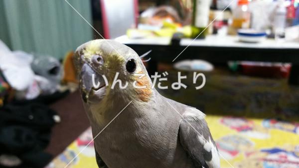 迷い鳥の写真