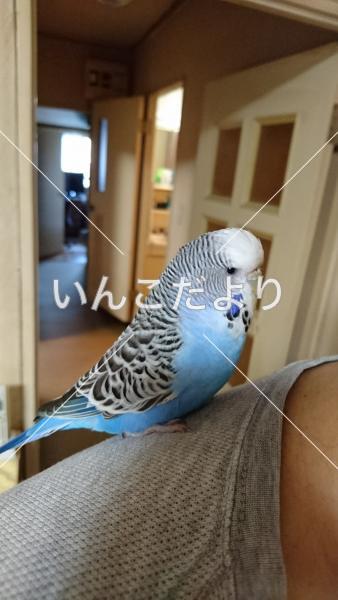 迷い鳥の写真