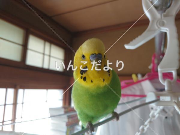 迷い鳥の写真