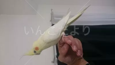 保護鳥の写真