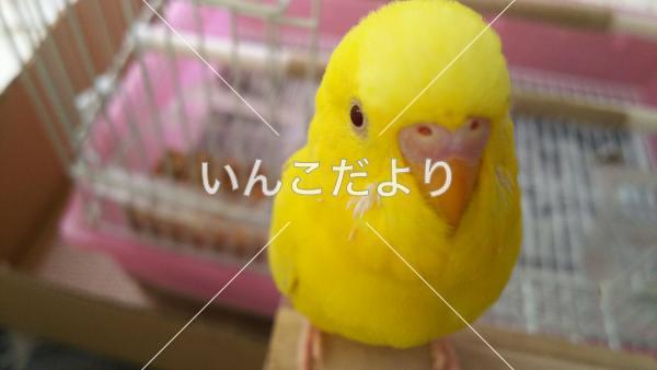 迷い鳥の写真
