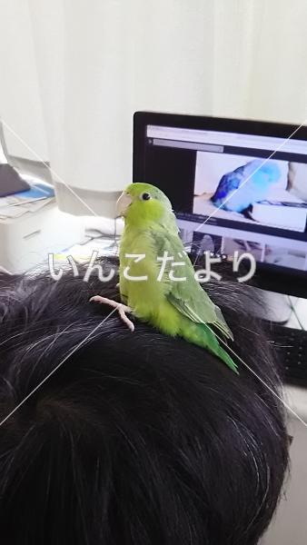 迷い鳥の写真