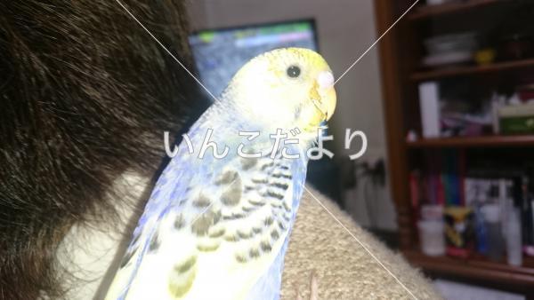 迷い鳥の写真