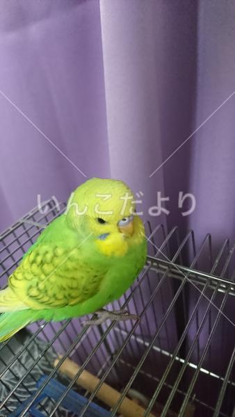 保護鳥の写真