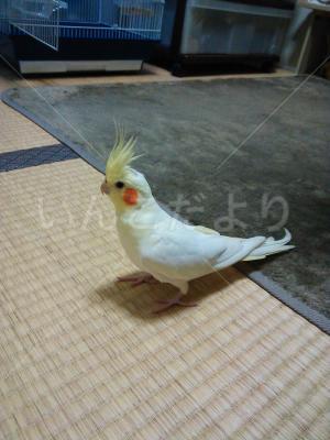 迷い鳥の写真