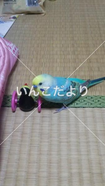 迷い鳥の写真
