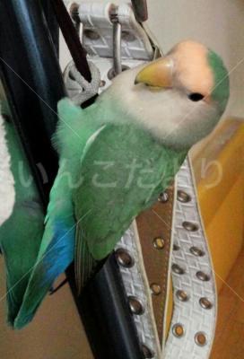 迷い鳥の写真