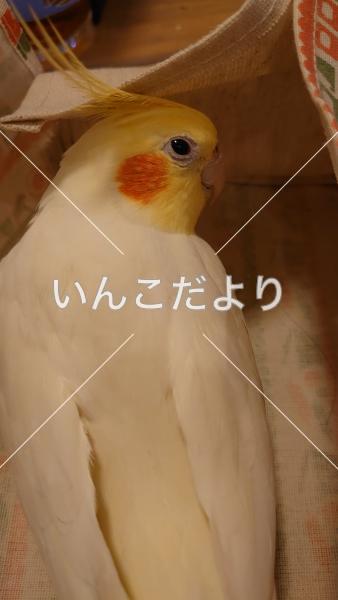 迷い鳥の写真
