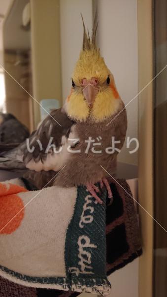 迷い鳥の写真