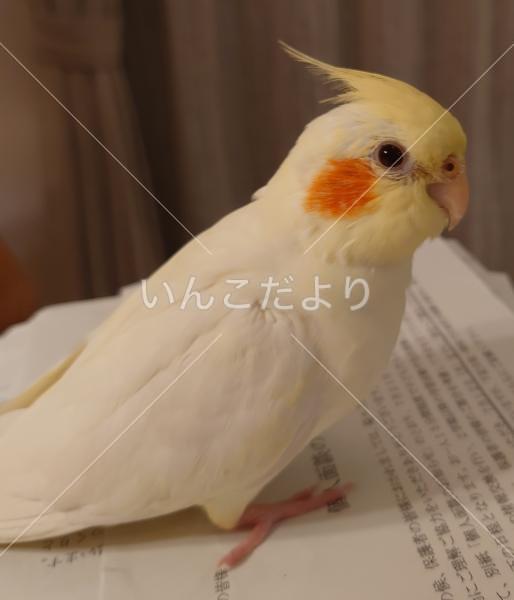 迷い鳥の写真