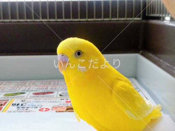 保護鳥の写真